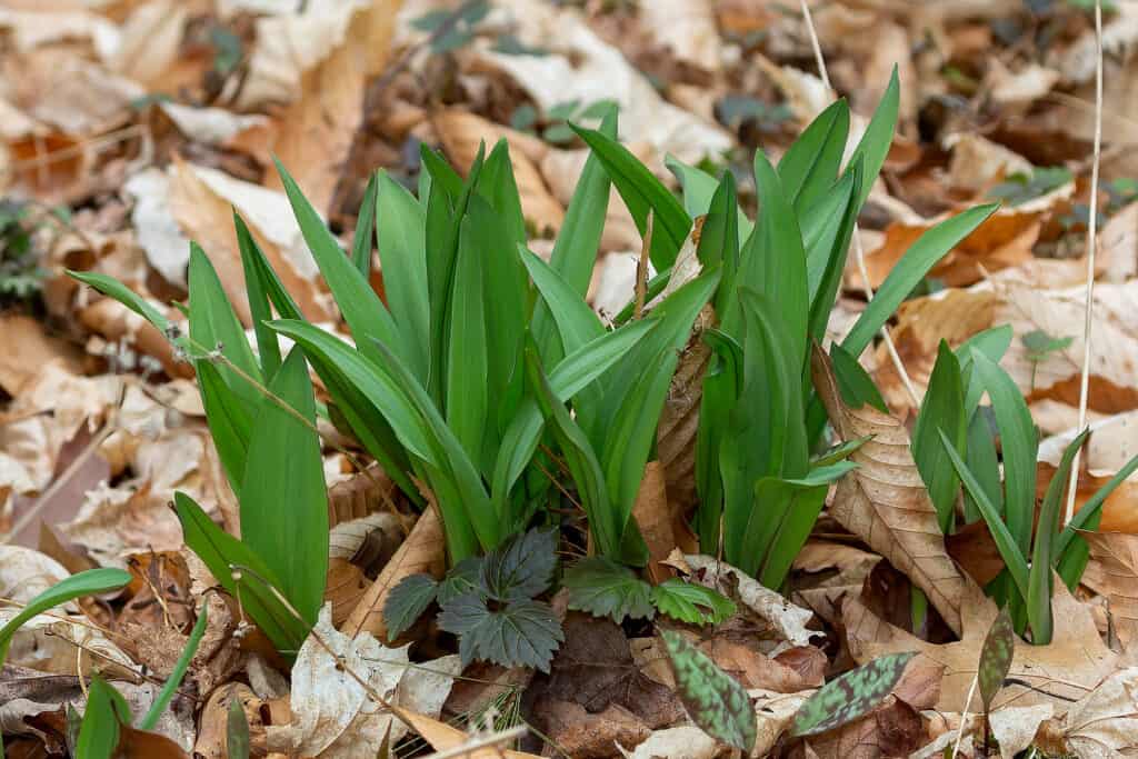 Wild ramp growing out of leaf-covered ground