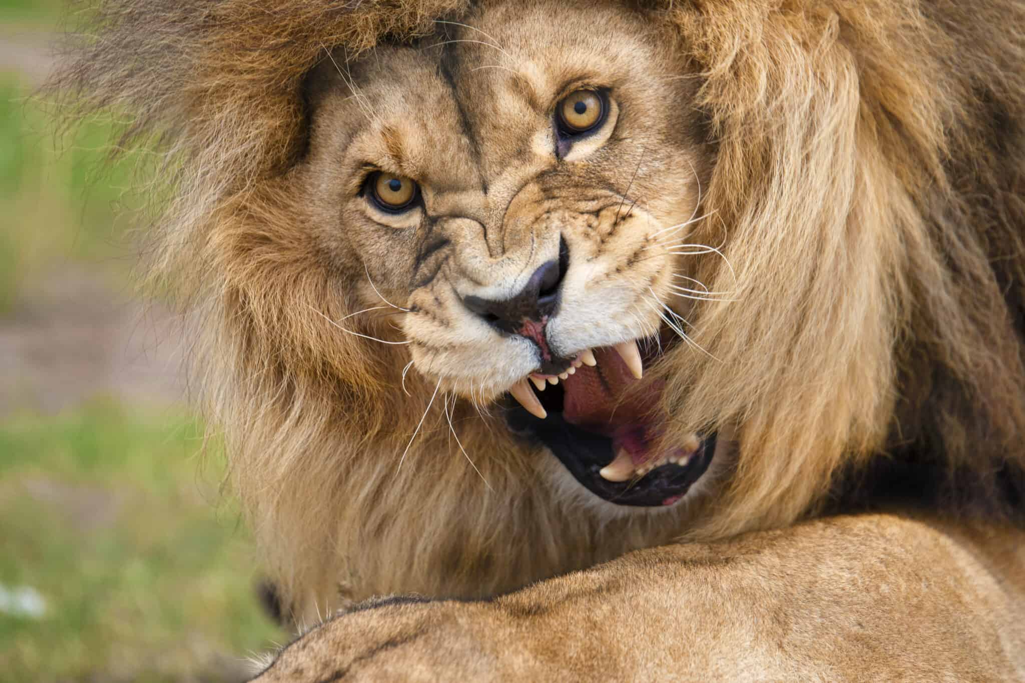How Lions Communicate Across Miles Using Their Powerful Roars A Z Animals
