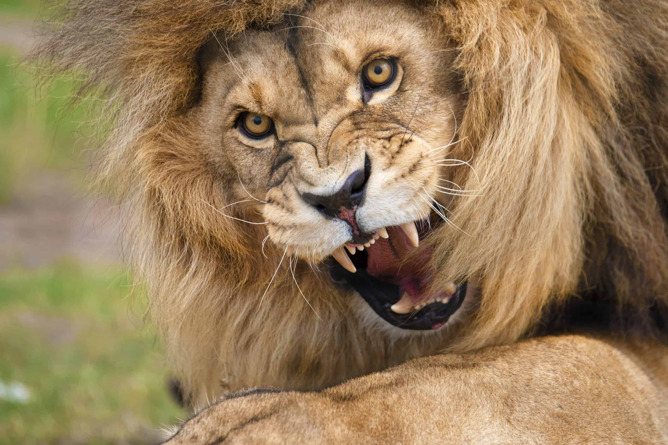 Male Lion Roaring