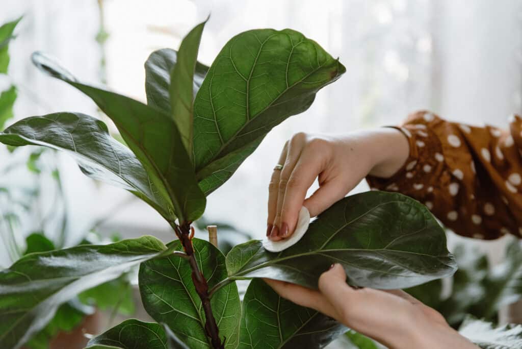 Woman hand wiping dust off green leaves of fiddle leaf fig, ficus lyrata