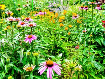 A The 9 Best Gardens That Are “Must Visits” on Long Island
