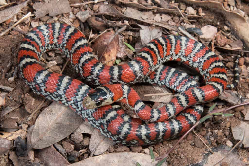 Madrean mountain kingsnake (lampropeltis knoblochi)