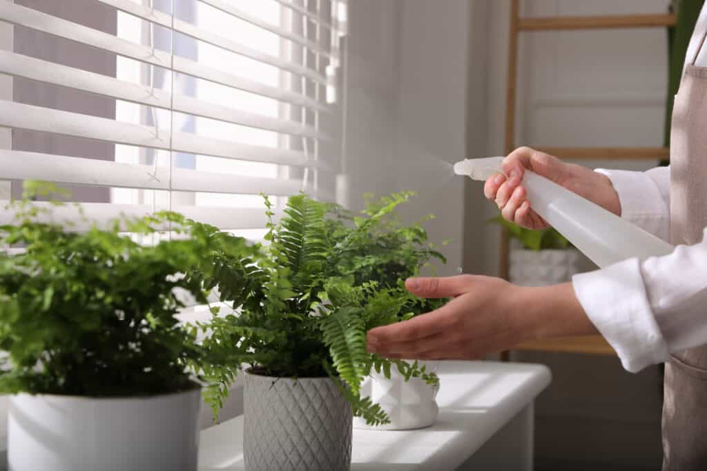 Misting potted ferns on a windowsill