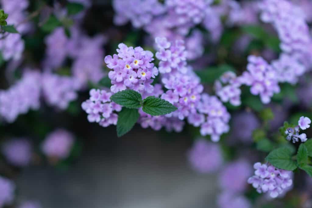 Purple trailing lantana