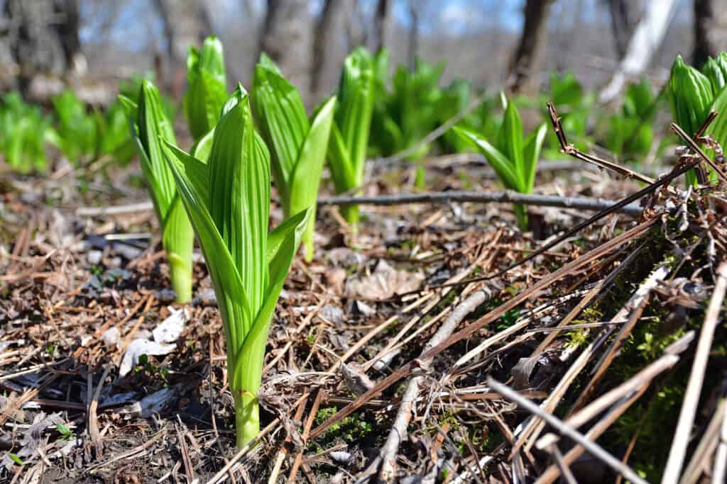 Green false hellebore (veratrum viride) growing young spring leaves