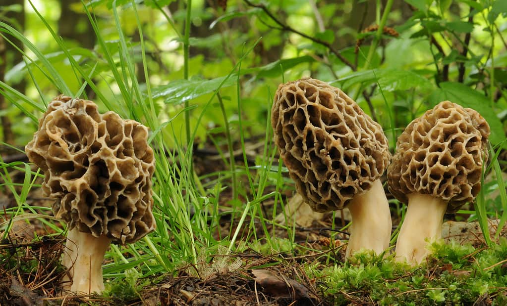The common morel mushroom growing in nature