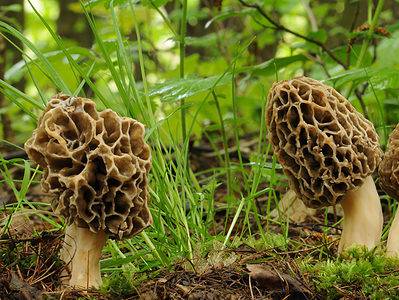 A 10 Wild Mushrooms Found in Spring