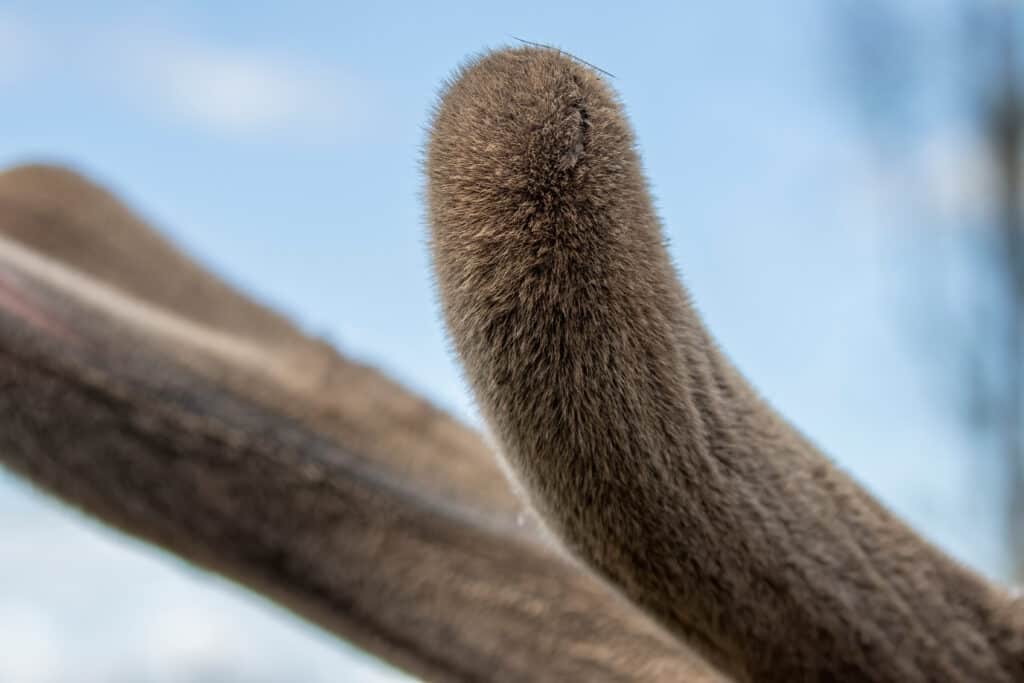 Detail elk antler covered in velvet