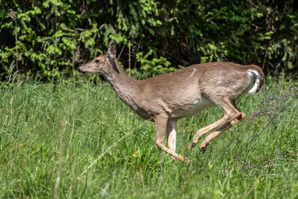 White-tailed deer (Odocoileus virginianus) leaping through field