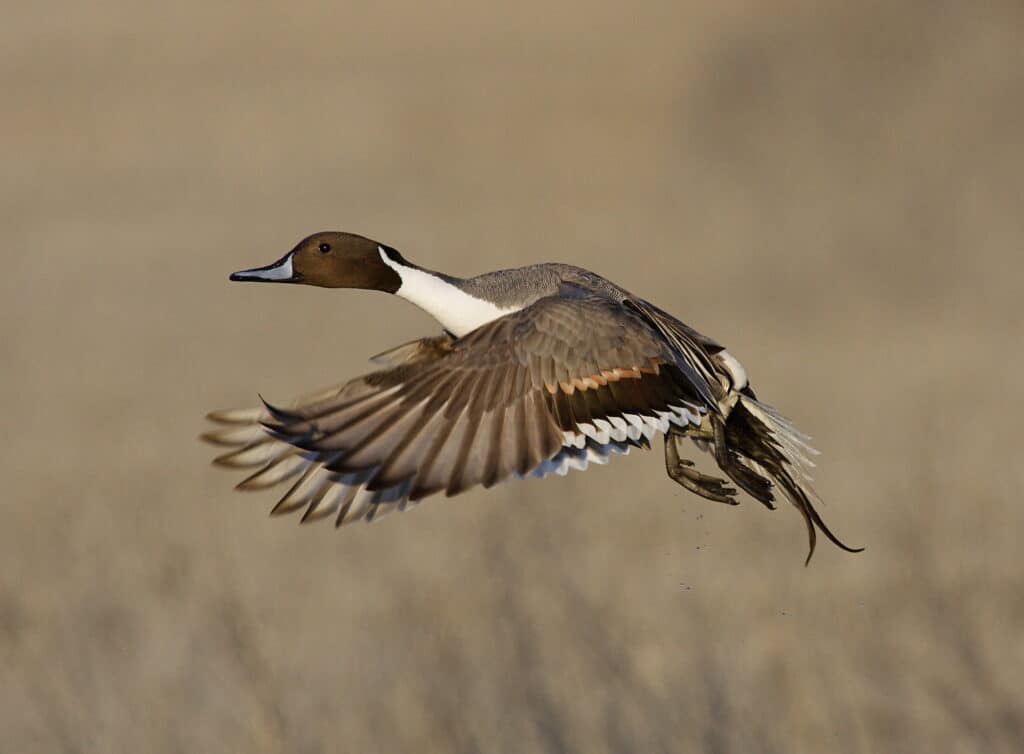 northern pintail drake in flight