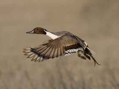 A Northern Pintail
