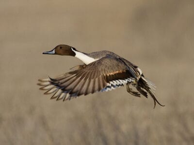 Northern Pintail Picture