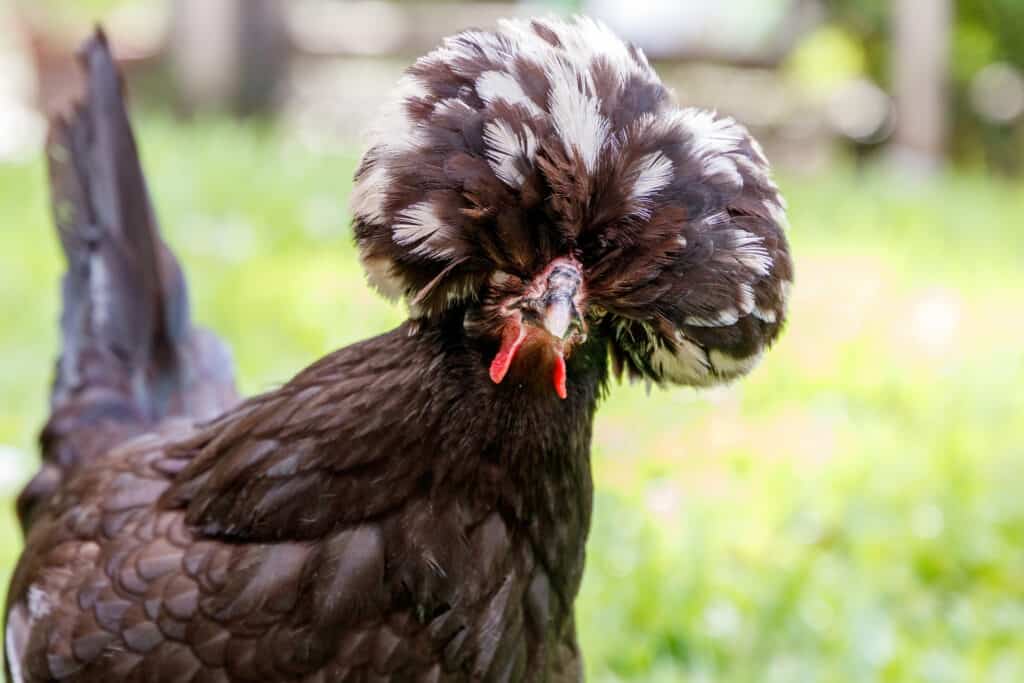 A White Crested Black Polish Bantam Chicken hen in a backyard farm staring into the camera. The head feathers resemble a flamboyant hairstyle.