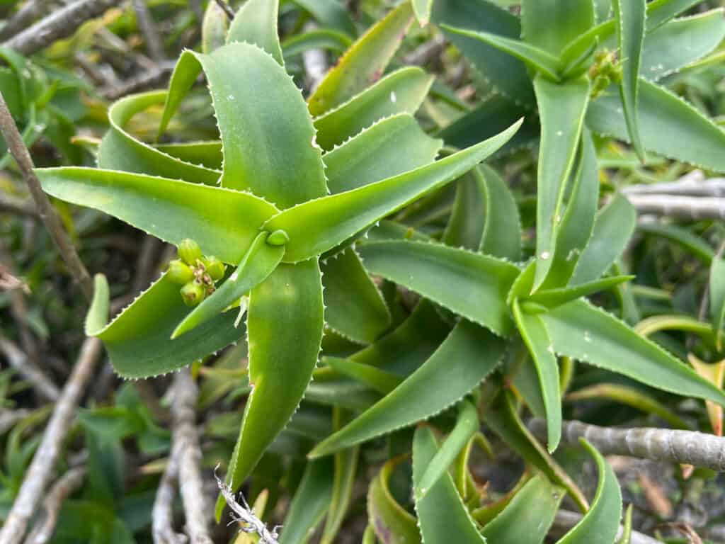 climbing-aloe