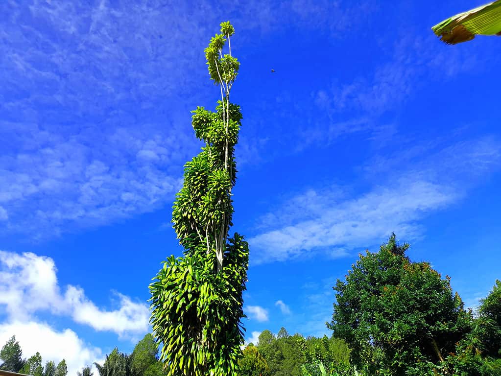 Dracaena fragrans, growing outdoors. The planer is slight ly left od center, and towering over all of the other plant and draws growing around it. It is a slender, uneven plat. very green against a mostly vivid blue sky, with a couple of white clouds, lower left frame. 