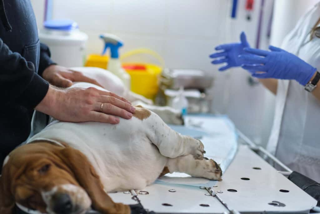 The veterinarian examines the dog.