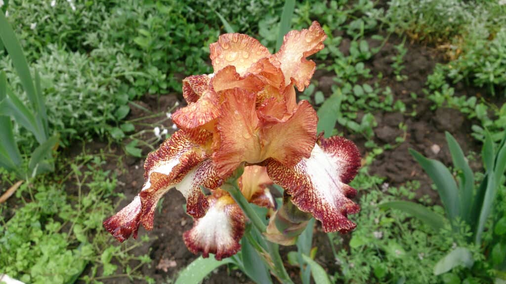 Iris sibirica (Siberian iris) with orange flowers and large petals.