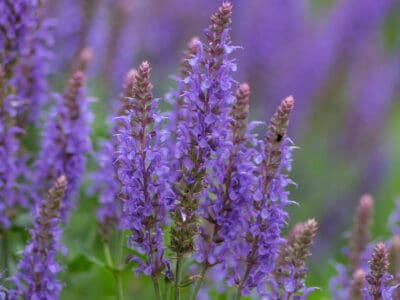 A Salvia vs. Lavender: Two Unusual Purple Herbs