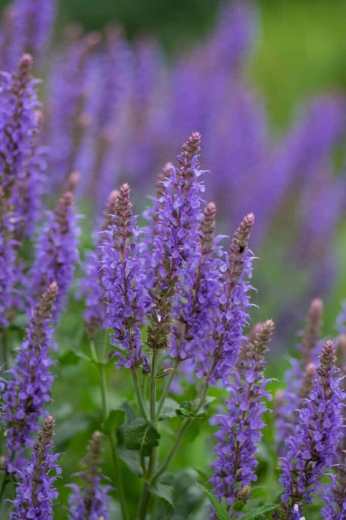 Salvia plant in full bloom