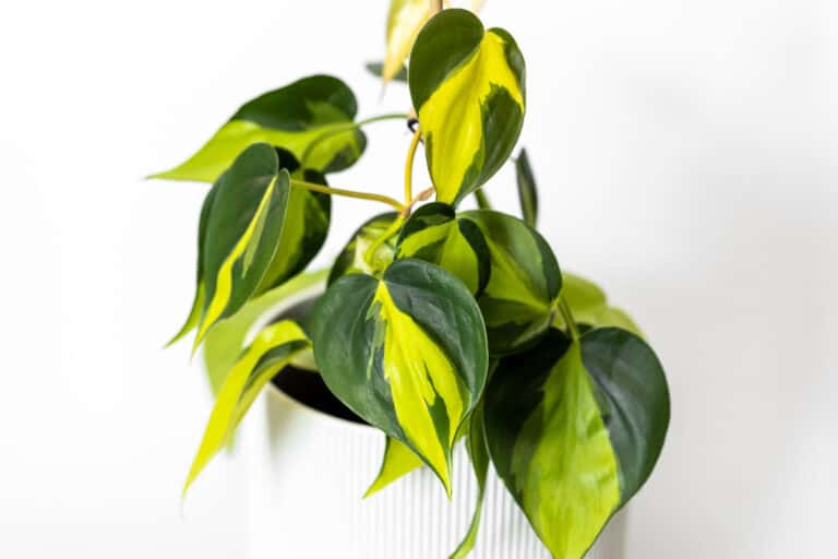 Thai Sunrise plant