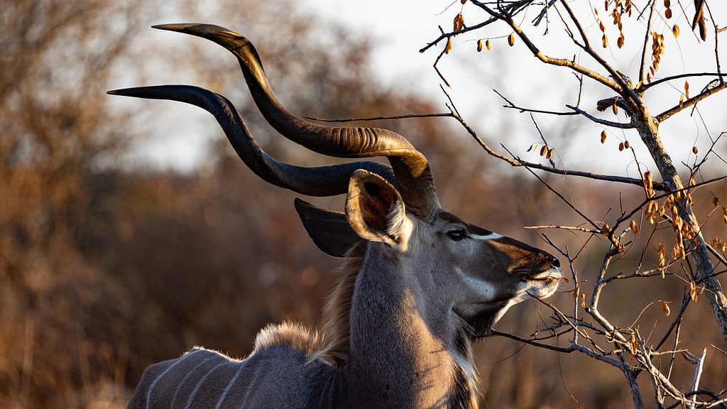 Kudu with large horns