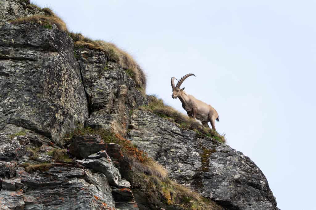Ibex on rock face