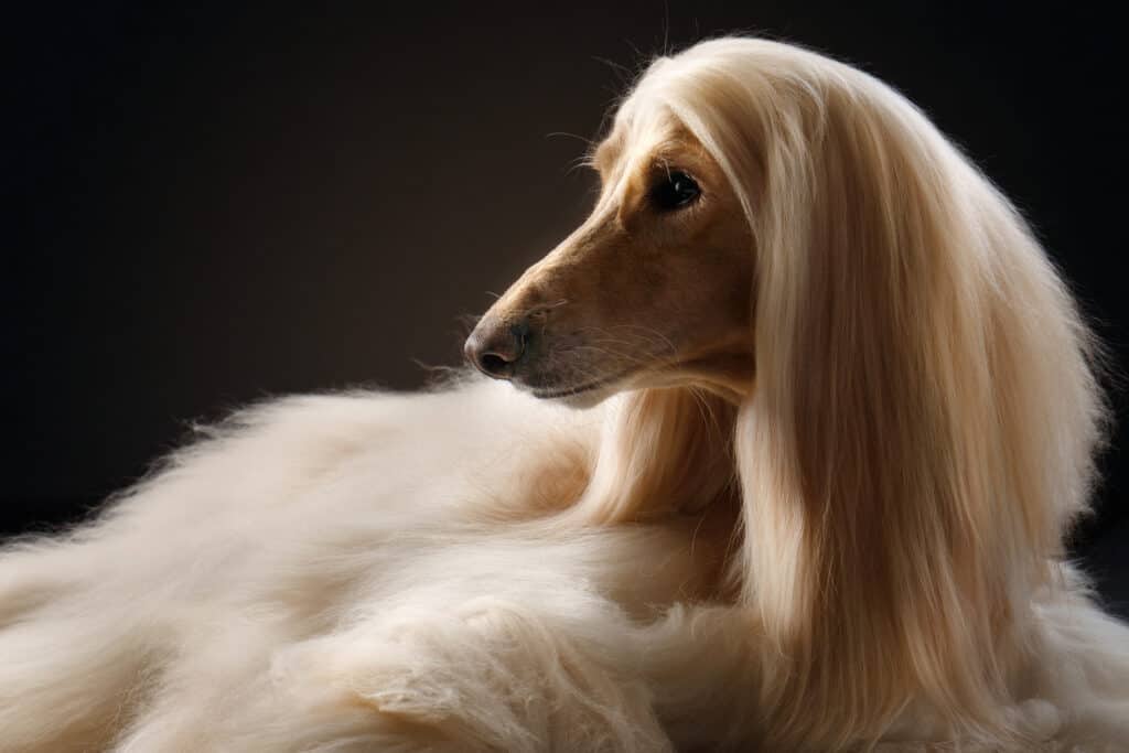 Afghan Hound