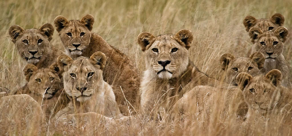 Pride of lions in grass