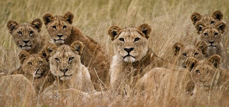 Pride of lions in grass
