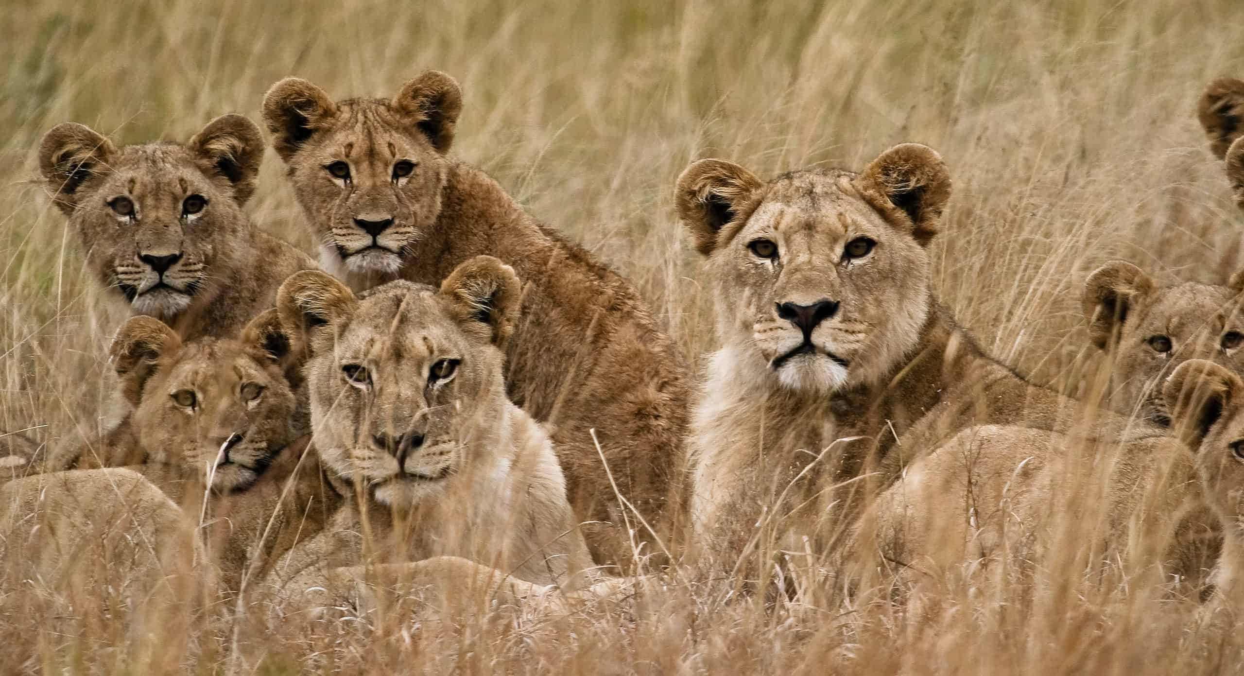 Pride of lions in grass