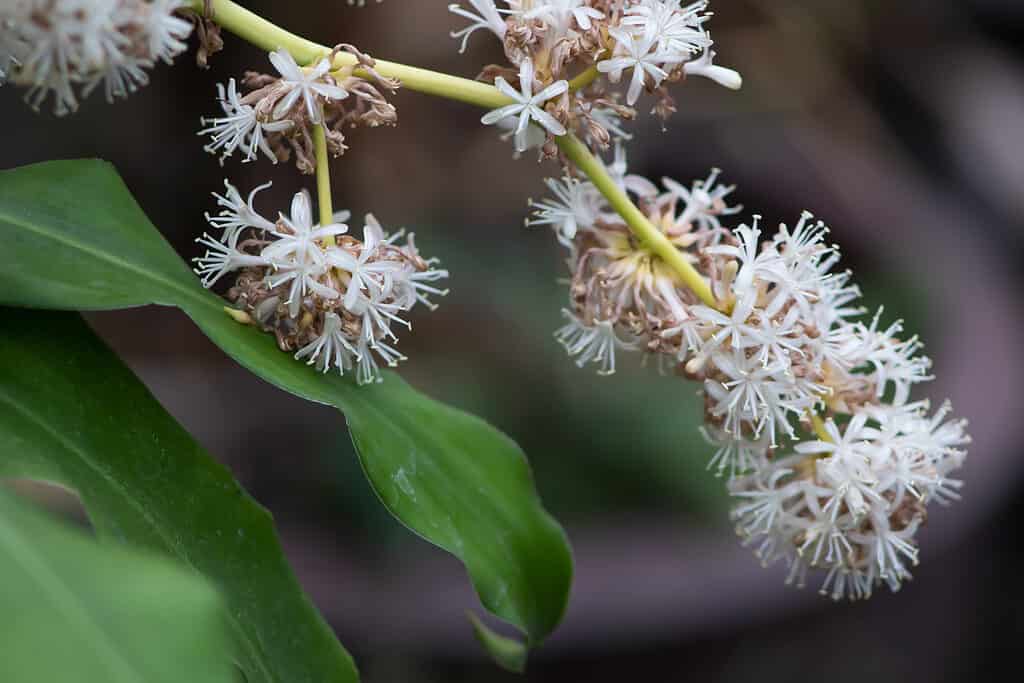 Cluster of white flowers  of dracaena fragans. The flowers are white, star-shaped, and appear in clusters. the largest clusters are in right center frame with other clusters behind them. Three green leaves are visible in the lower left frame. Background is indistinct. 