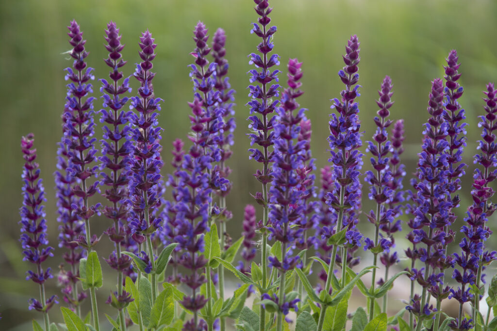 Sage flowers, Salvia officinalis