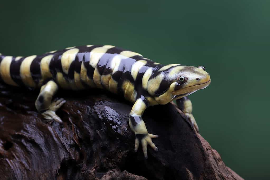 Tiger,Salamander,(ambystoma,Tigrinum),One,Of,The,Largest,Salamanders.