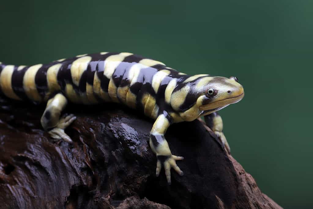 Tiger Salamander Animal Facts  Ambystoma tigrinum - A-Z Animals