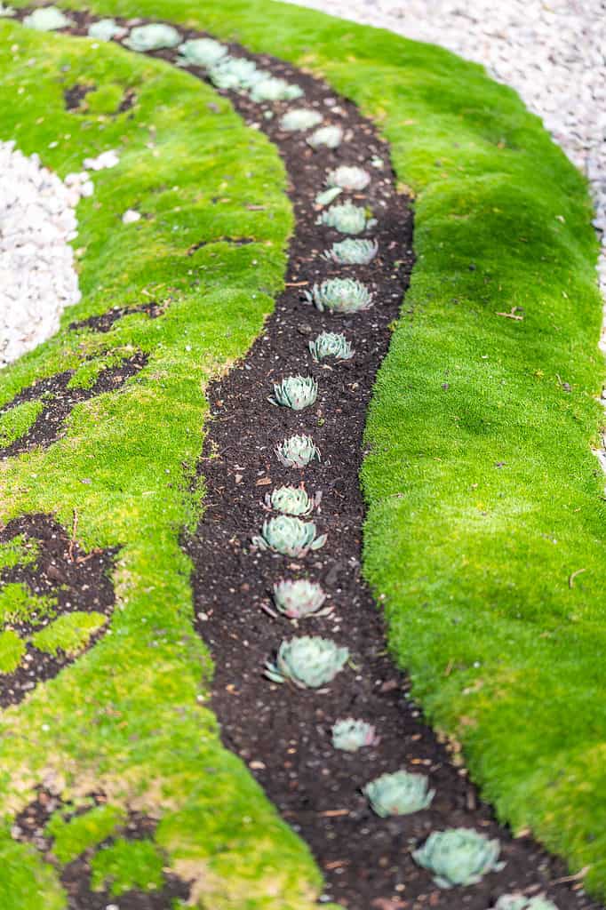 A long snaking row of ornamental plants that resembles artichokes planted in bare soil, are bordered on both sides by very green Irish moss. 