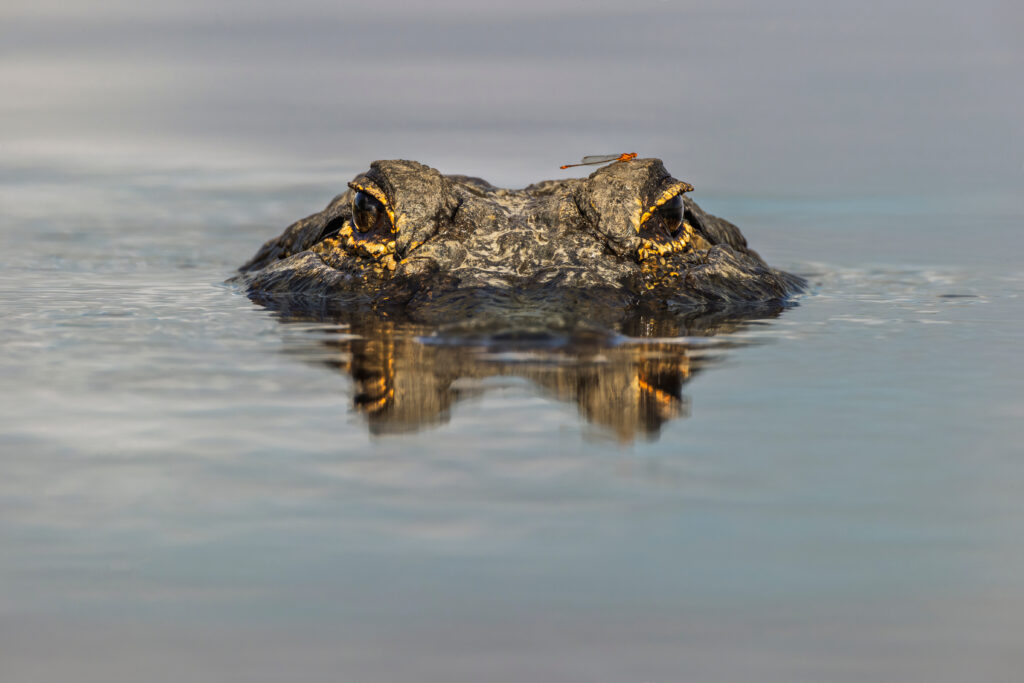 Alligators can detect slight vibrations in the water 