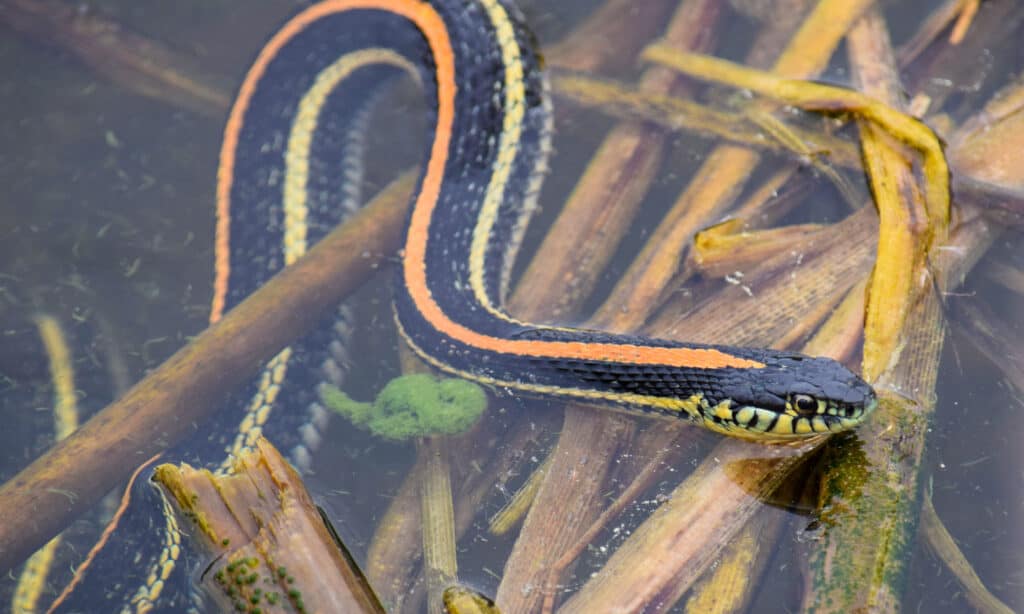 aAplans garter snake ด้านหลังมีแถบแนวนอน (แถบละ 1 แถบ มองเห็นได้) สีส้มและแดงยาวตามความยาวของลำตัว เลื้อยไปมาท่ามกลางต้นอ้อที่ดูเหมือนน้ำนิ่ง 