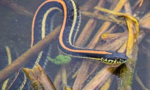 Discover the 9 Water Snakes Lurking in Kansas Waters Picture
