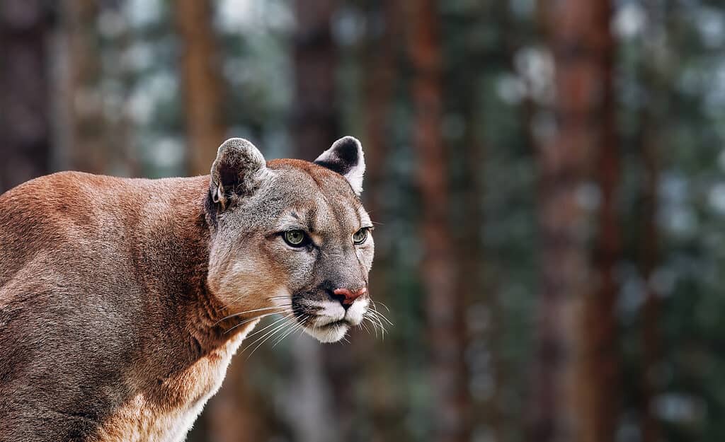 Mountain lion with forest background