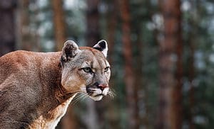 Do Mountain Lions Hibernate? How Do They Survive the Winter? Picture