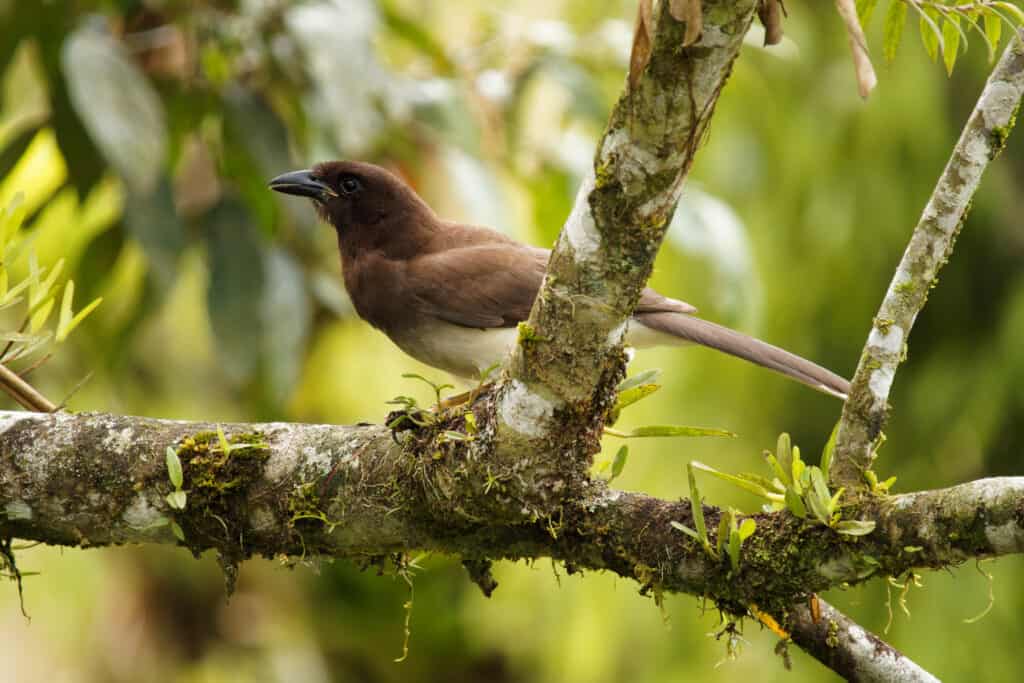 Brown Jay