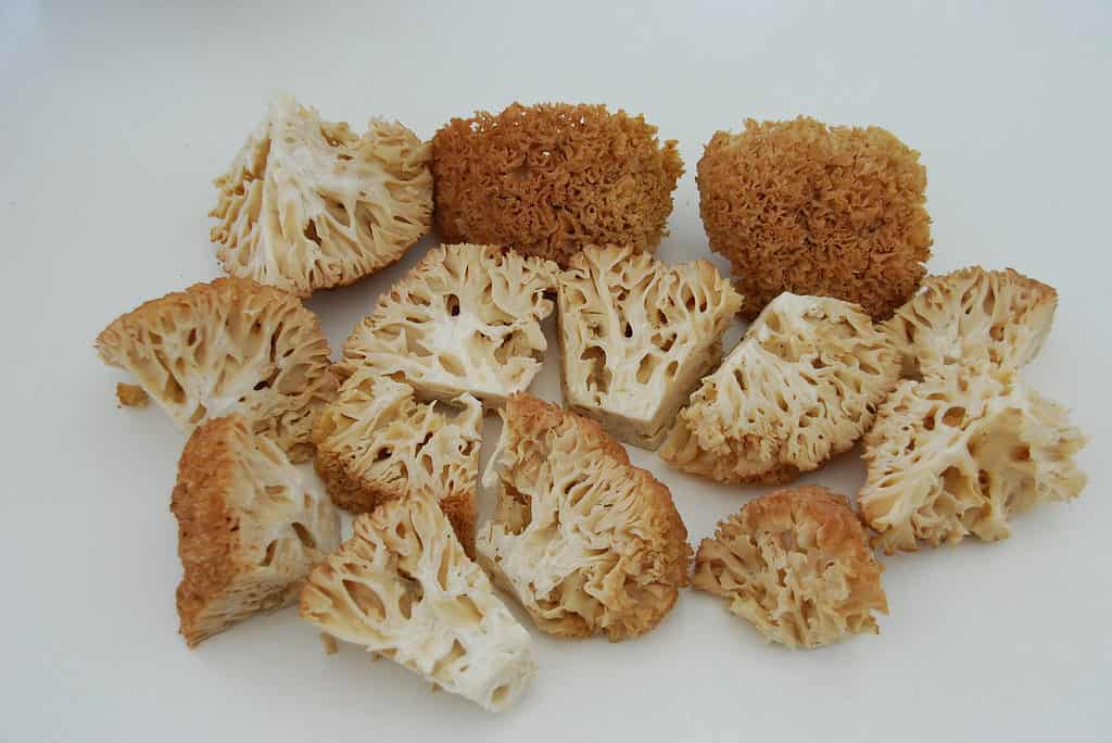 Chopped up cauliflower mushrooms