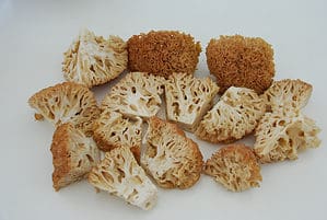 5 Mushrooms that Look Like Sponges Picture