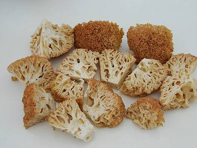 A 5 Mushrooms that Look Like Sponges