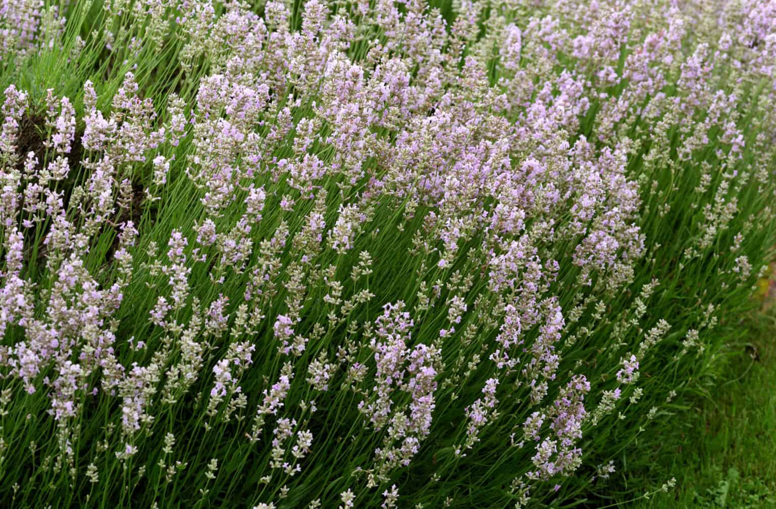 Hyssop vs. Lavender: What Are the Differences? - A-Z Animals