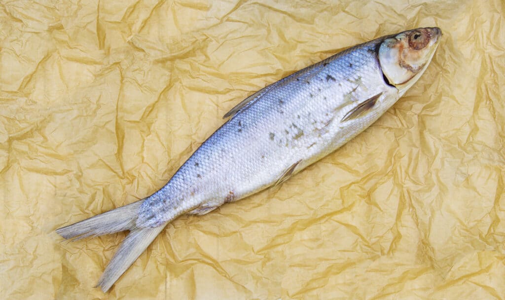 Ocean whitefish