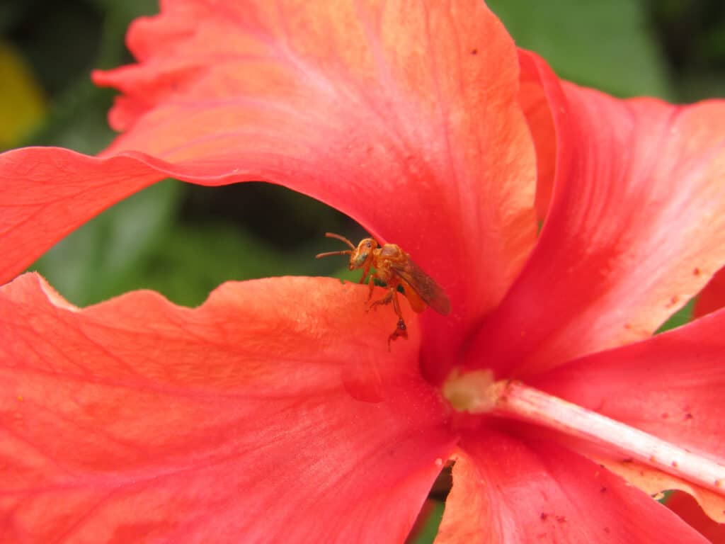 A bee on a tropical hibiscus (hibiscus rosa-sinensis) flower