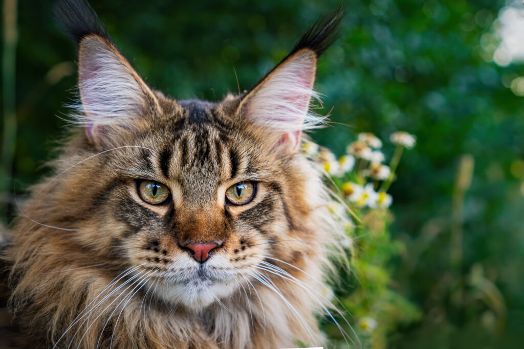 tabby maine coon