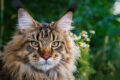 The True Origins of One of the World’s Largest Cat Breeds - A-Z Animals