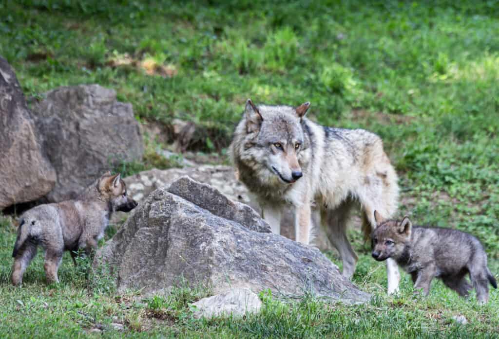 Grey wolf with its cubs on the grass